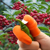 Cuchillo para pulgar con clavos de hierro